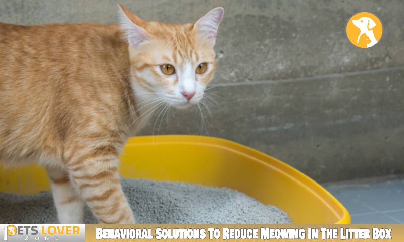 Behavioral Solutions To Reduce Meowing In The Litter Box