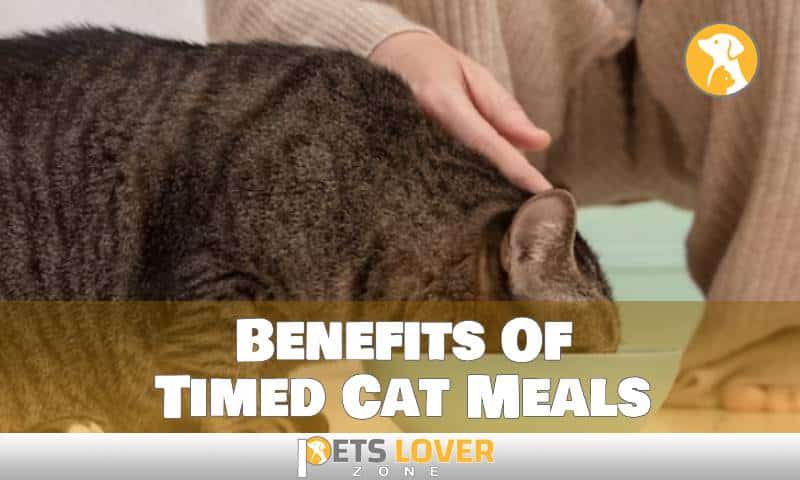 Benefits Of Timed Cat Meals