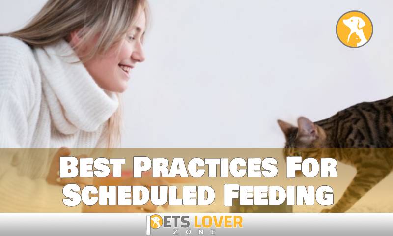 Best Practices For Scheduled Feeding