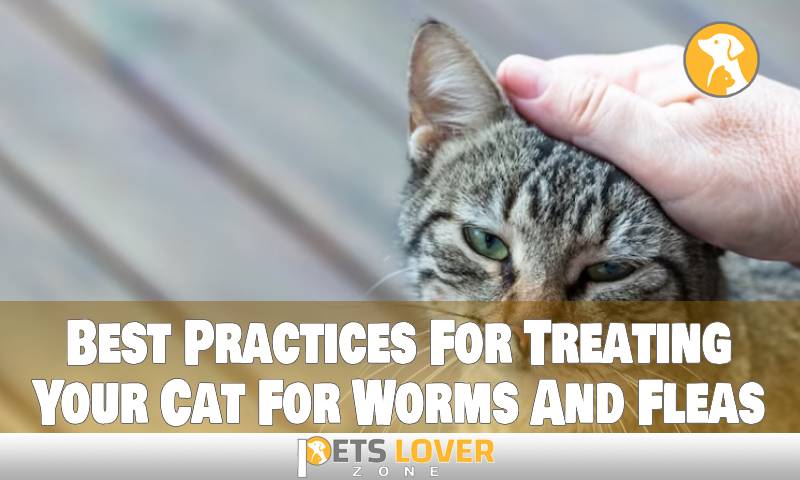 Best Practices For Treating Your Cat For Worms And Fleas