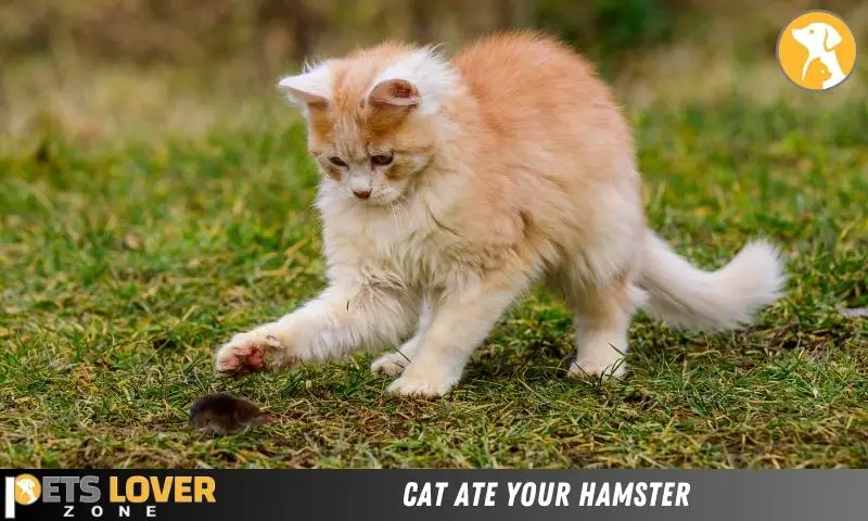 Cat Ate Your Hamster