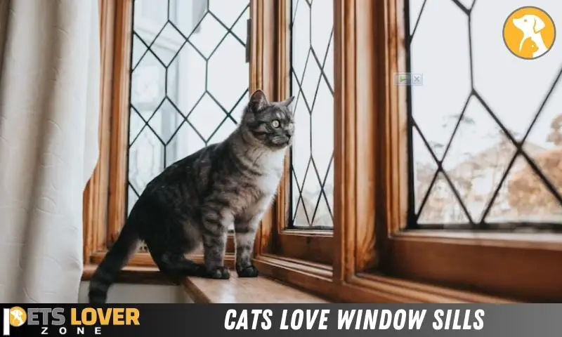 Cats Love Window Sills