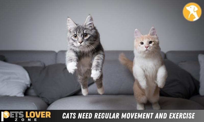 Cats Need Regular Movement And Exercise
