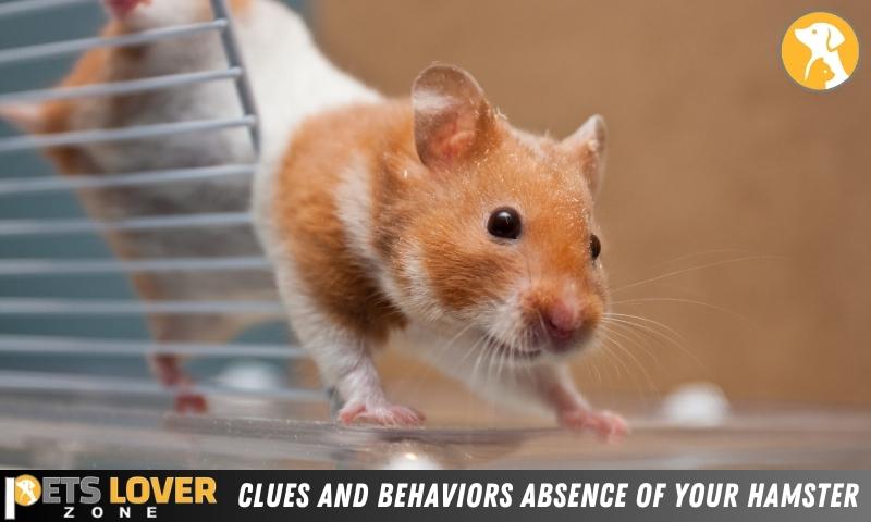 Clues And Behaviors Absence Of Your Hamster