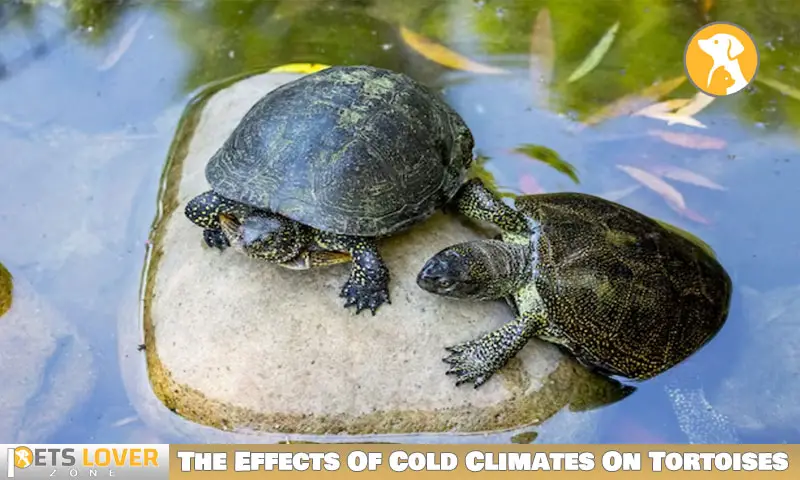 The Effects Of Cold Climates On Tortoises