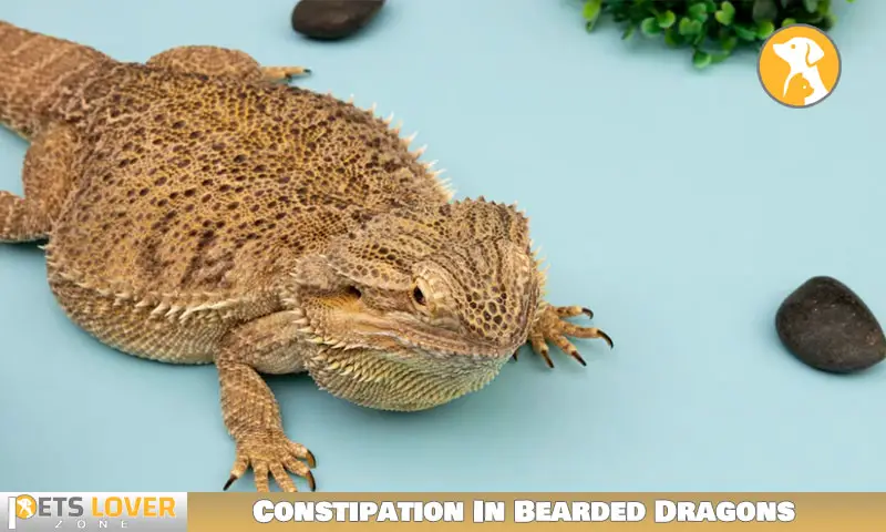 Constipation In Bearded Dragons