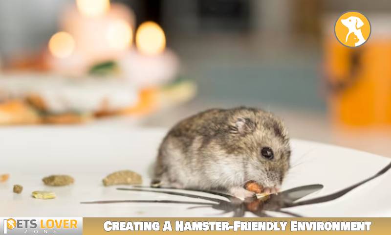 Creating A Hamster-Friendly Environment