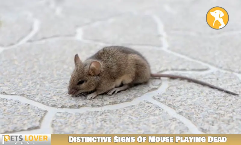 Distinctive Signs Of Mouse Playing Dead