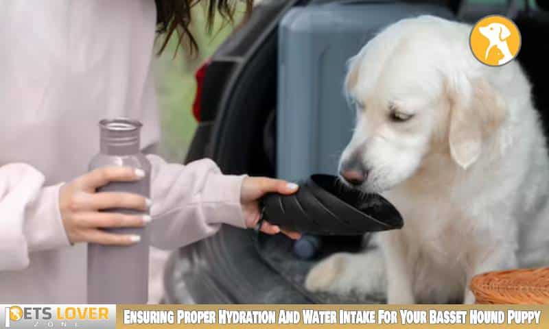 Ensuring Proper Hydration And Water Intake For Your Basset Hound Puppy