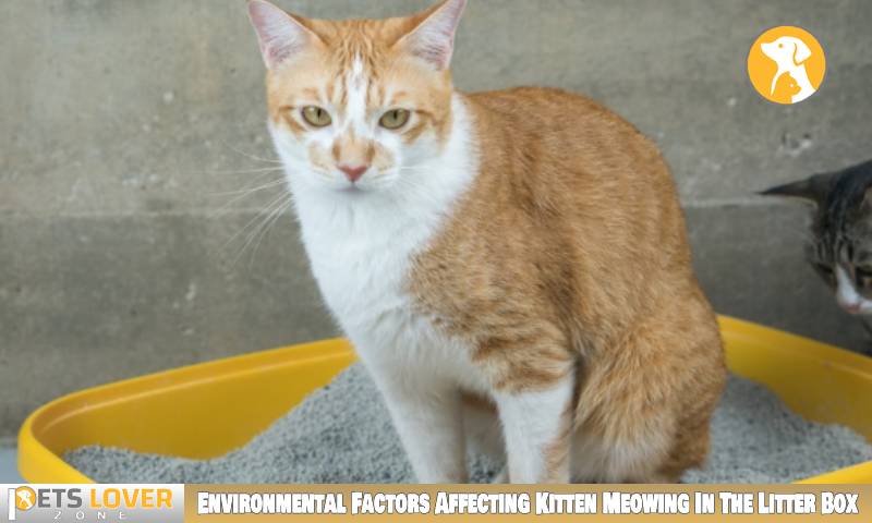 Environmental Factors Affecting Kitten Meowing In The Litter Box