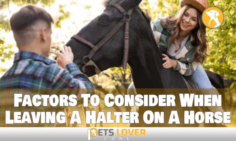 Factors To Consider When Leaving A Halter On A Horse