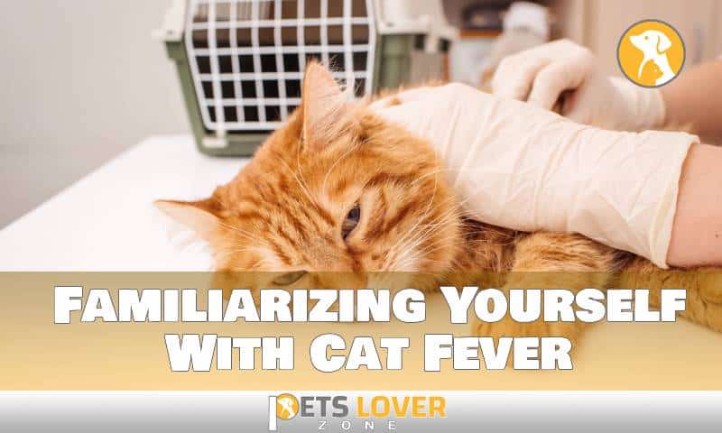 Familiarizing Yourself With Cat Fever