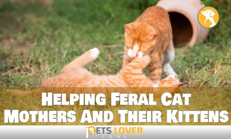 Helping Feral Cat Mothers And Their Kittens