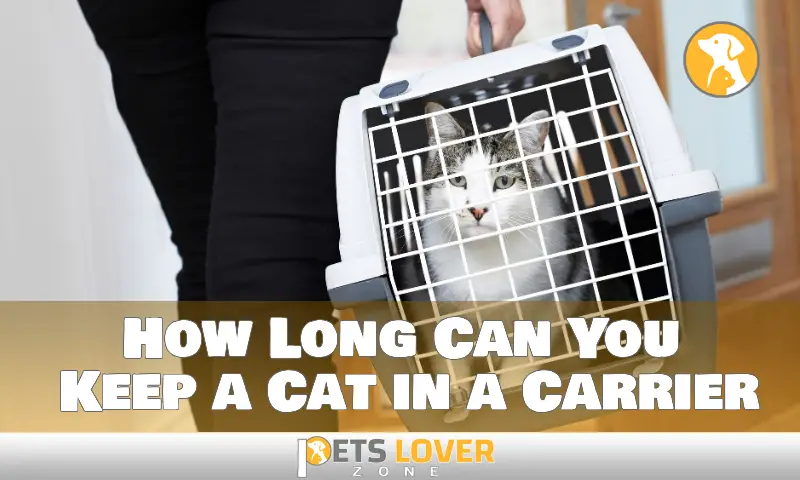 How Long Can You Keep a Cat in a Carrier