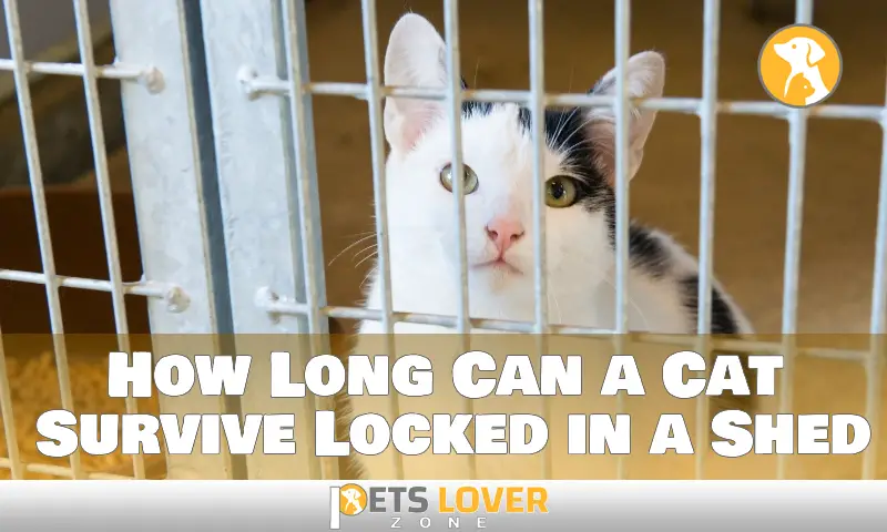 How Long Can a Cat Survive Locked in a Shed