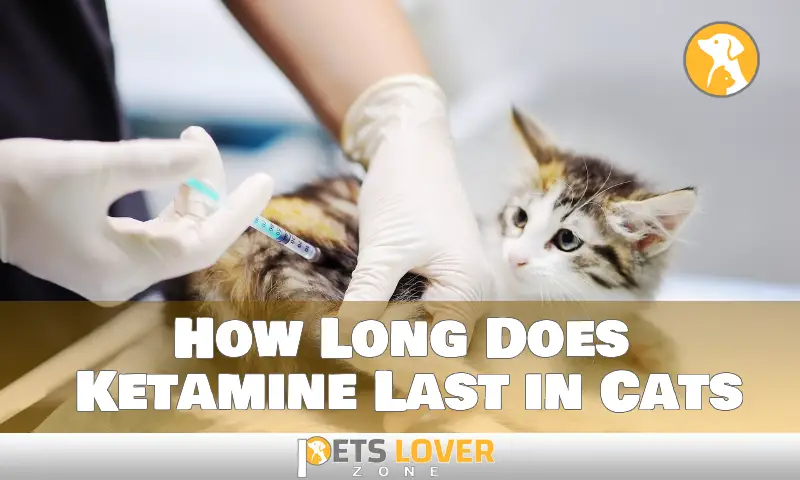 The Longevity of Ketamine's Effect in Cats Revealed