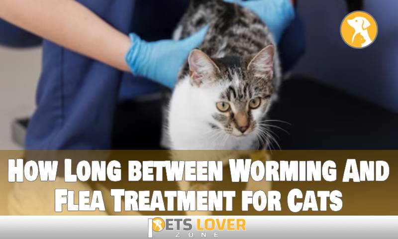 How Long between Worming And Flea Treatment for Cats