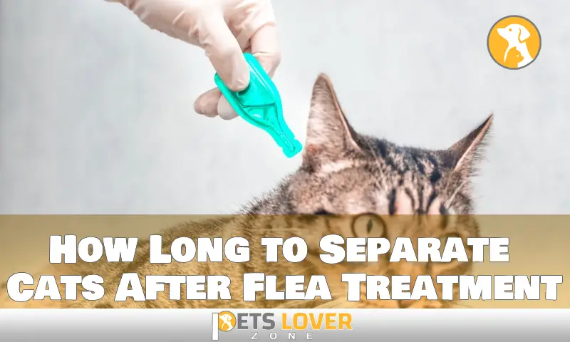 How Long to Separate Cats After Flea Treatment