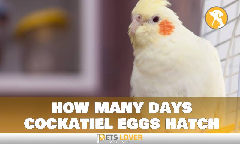 how many days cockatiel eggs hatch