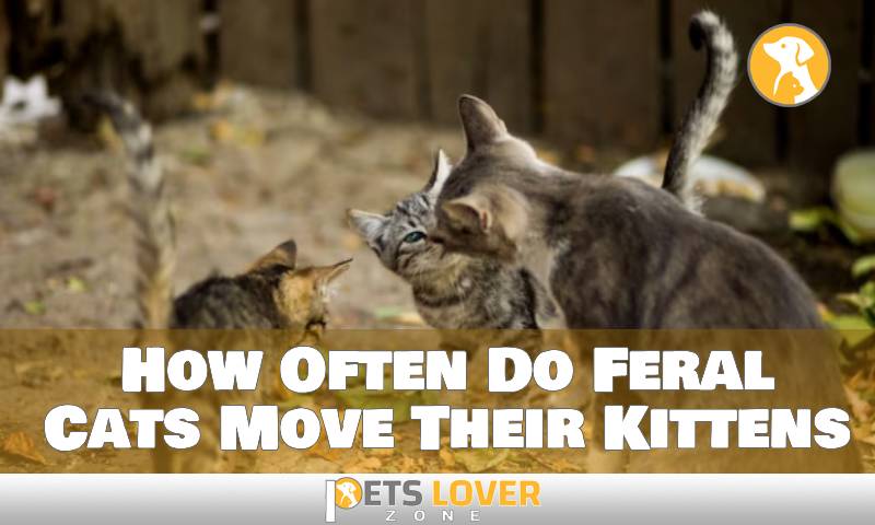 How Often Do Feral Cats Move Their Kittens