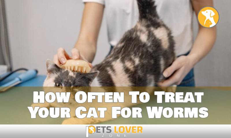 How Often To Treat Your Cat For Worms