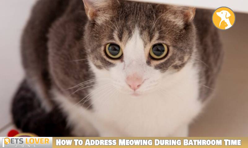 How To Address Meowing During Bathroom Time