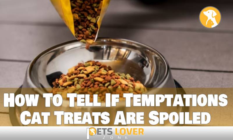 How To Tell If Temptations Cat Treats Are Spoiled