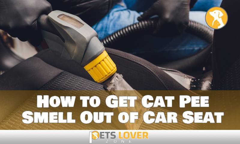 How to Get Cat Pee Smell Out of Car Seat