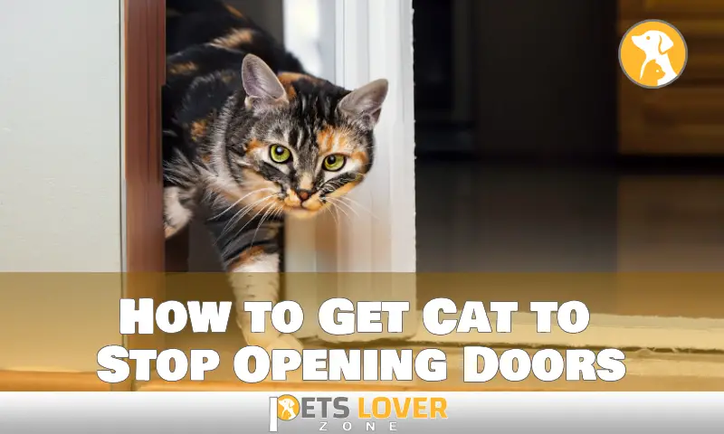 How to Get Cat to Stop Opening Doors