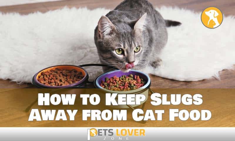 How to Keep Slugs Away from Cat Food