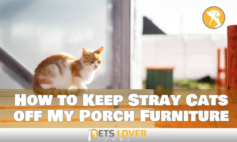 How to Keep Stray Cats off My Porch Furniture