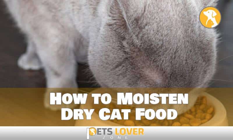How to Moisten Dry Cat Food