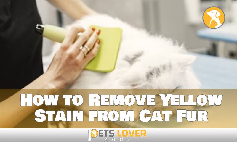 How to Remove Yellow Stain from Cat Fur