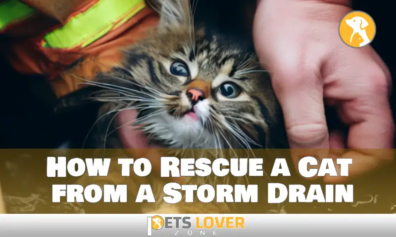 How to Rescue a Cat from a Storm Drain