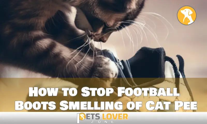 How to Stop Football Boots Smelling of Cat Pee