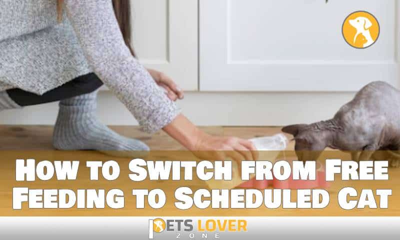 How to Switch from Free Feeding to Scheduled Cat