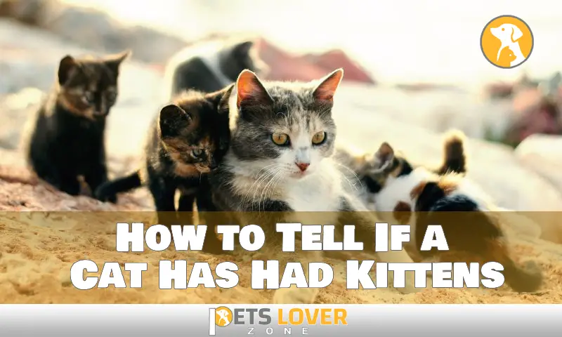 How to Tell If a Cat Has Had Kittens