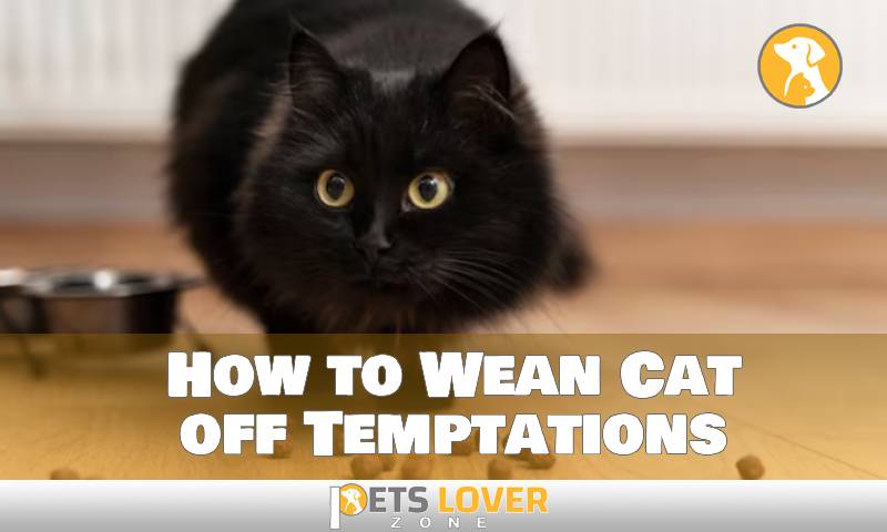 How to Wean Cat off Temptations