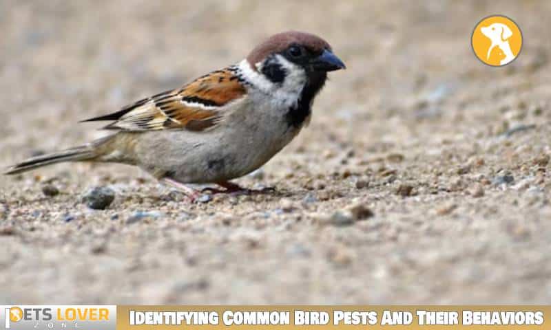 Identifying Common Bird Pests And Their Behaviors