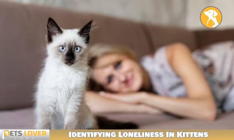 Identifying Loneliness In Kittens