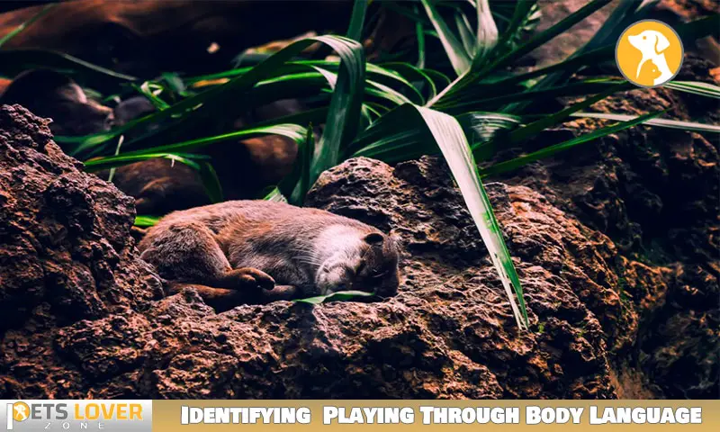 Identifying Mouse Playing Dead Through Body Language