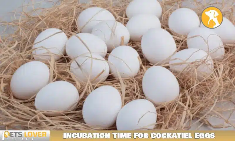 Incubation Time For Cockatiel Eggs
