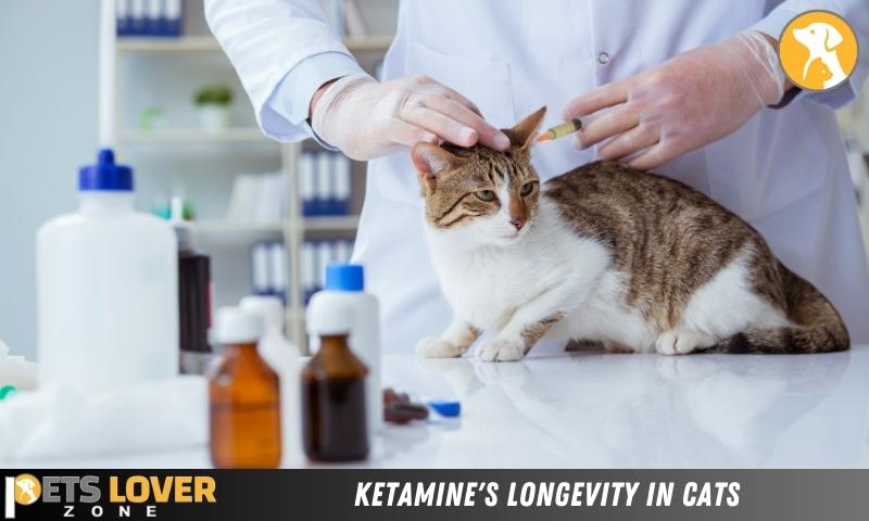 Ketamine'S Longevity In Cats