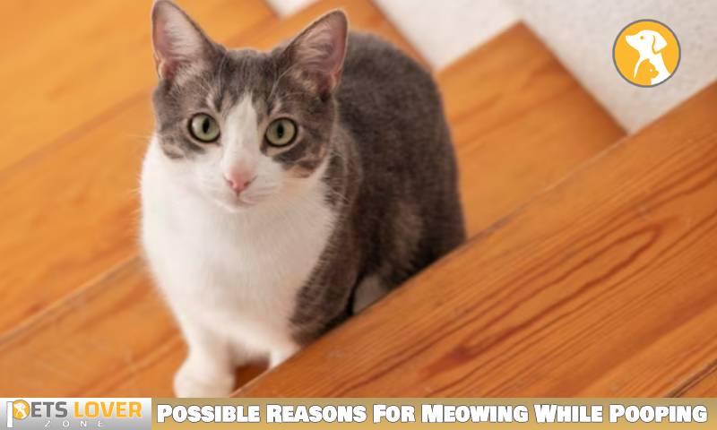 Possible Reasons For Meowing While Pooping