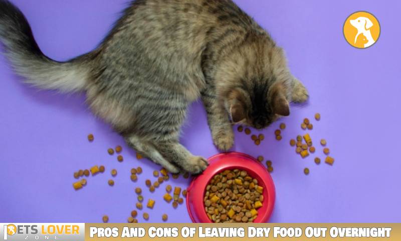Pros And Cons Of Leaving Dry Food Out Overnight