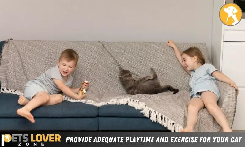 Provide Adequate Playtime And Exercise For Your Cat