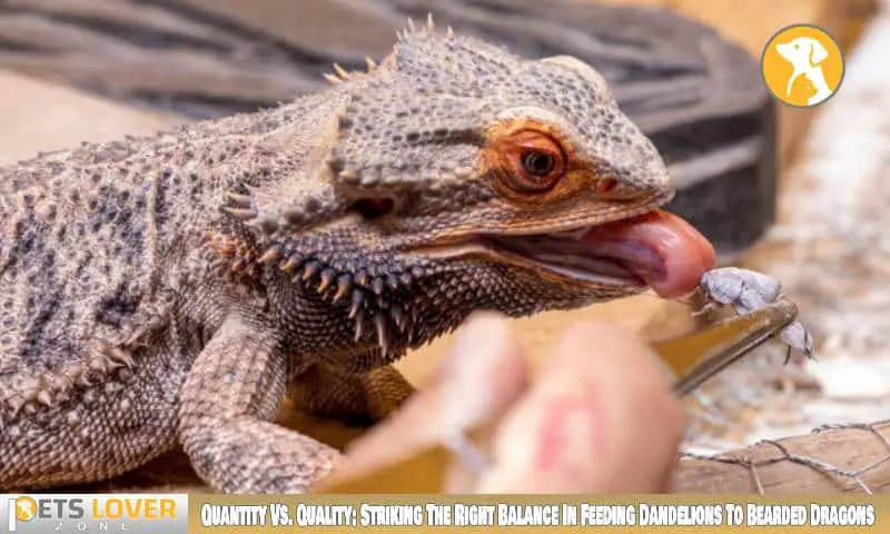 Quantity Vs. Quality: Striking The Right Balance In Feeding Dandelions To Bearded Dragons