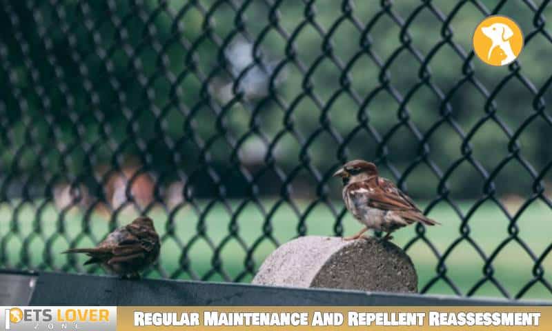 Regular Maintenance And Repellent Reassessment