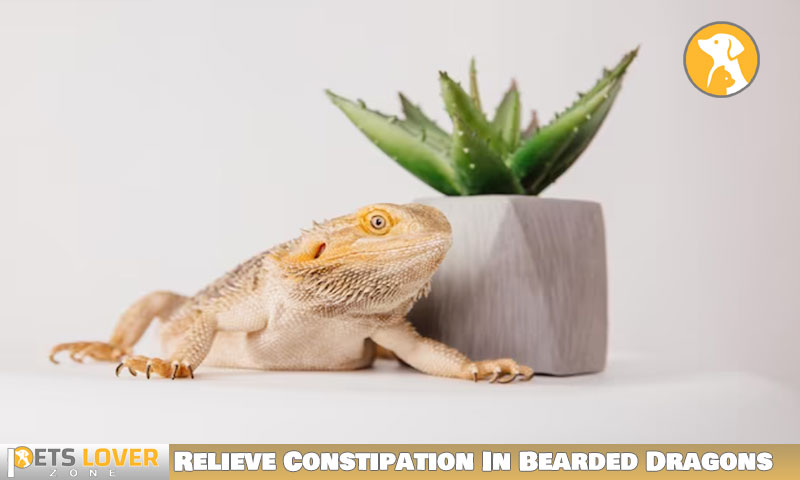 Relieve Constipation In Bearded Dragons