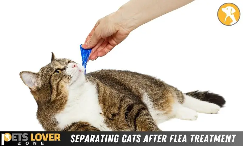 Separating Cats After Flea Treatment